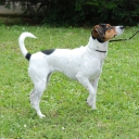 Danish-Swedish Farm dog